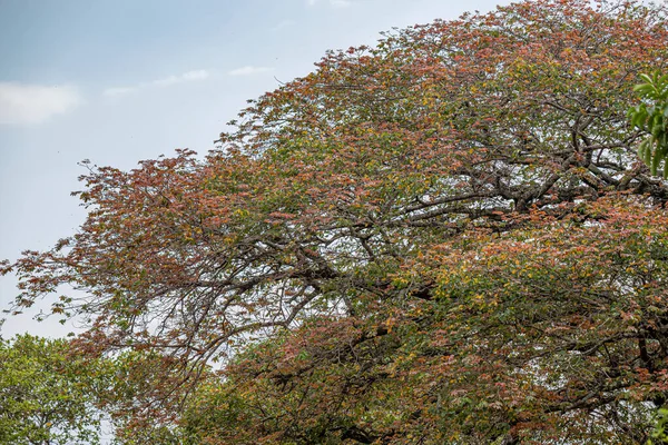 Φύλλα Ανθοφόρου Δέντρου Του Subphylum Angiospermae — Φωτογραφία Αρχείου