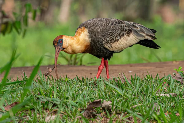 Kabarık Boyunlu Ibis Türü Theristicus Bir Kurbağayı Avlamak Için Uyarır — Stok fotoğraf