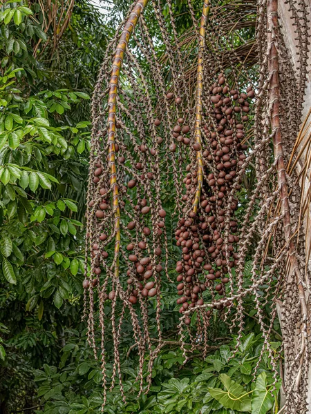 Frutos Rojos Palmera Buriti Con Enfoque Selectivo — Foto de Stock