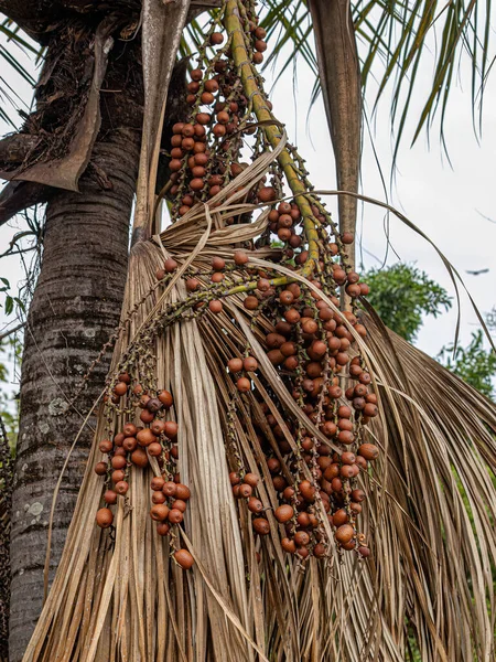 Buriti palmiyesinin seçici odaklı kırmızı meyveleri
