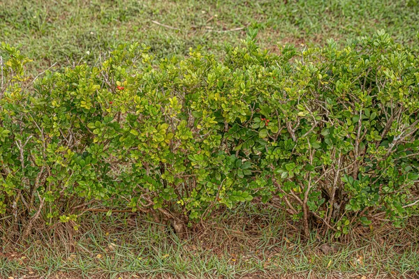 Orange Jasmin Pflanze Der Art Murraya Paniculata — Stockfoto