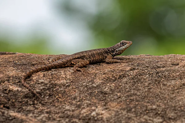 Pequeno Lagarto Terrestre Género Tropidurus — Fotografia de Stock