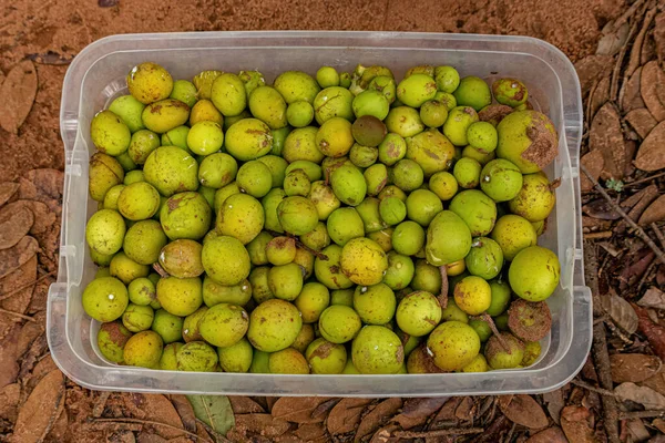 Früchte Namens Mangaba Gesammelt Einem Plastikbehälter — Stockfoto