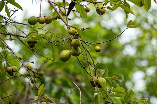 Tree Fruits Called Mangaba Species Hancornia Speciosa Selective Focus — Stock Photo, Image