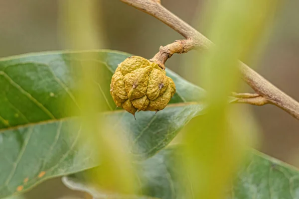 Kleine Wildfrüchte Der Art Duguetia Furfurfuracea — Stockfoto