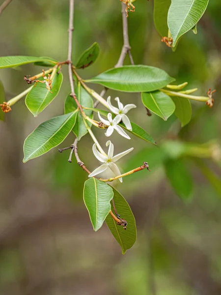 Květ Stromu Názvem Mangaba Druhu Hancornia Speciosa Selektivním Zaměřením — Stock fotografie