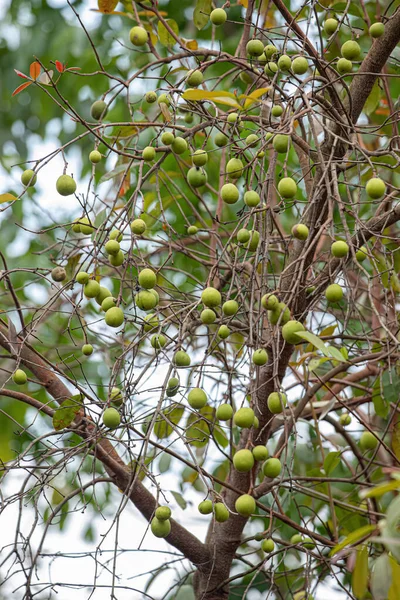 Strom Ovocem Mangaba Druhu Hancornia Speciosa Selektivním Zaměřením — Stock fotografie