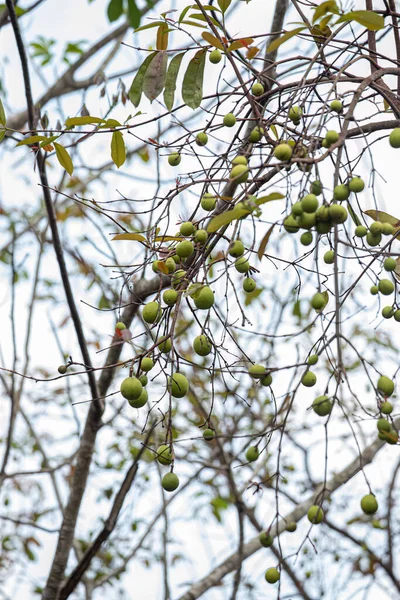 Árbol Con Frutos Llamado Mangaba Especie Hancornia Speciosa Con Enfoque — Foto de Stock