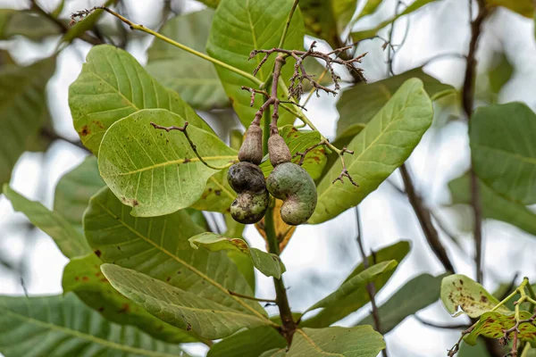 Cashew Fruit Species Anacardium Occidentale Selective Focus — Stock Photo, Image