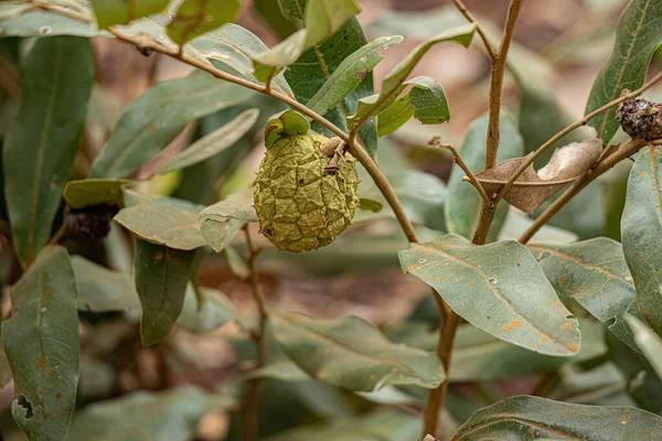 Small Wild Fruit Species Duguetia Furfuracea — Stock Photo, Image