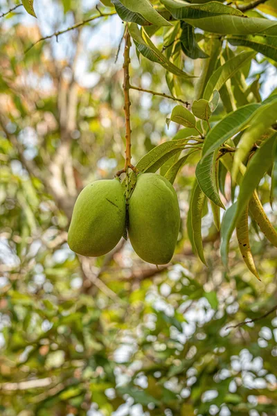 Mango Especie Mangifera Indica Con Frutos — Foto de Stock