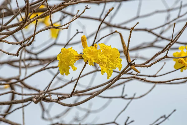 Trombeta Dourada Gênero Handroanthus — Fotografia de Stock