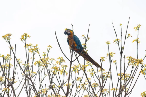 Dorosły Niebiesko Żółty Macaw Gatunku Ara Ararauna — Zdjęcie stockowe