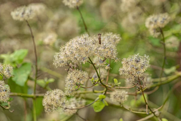 Angiorperm Растительные Цветы Семейства Asteraceae — стоковое фото