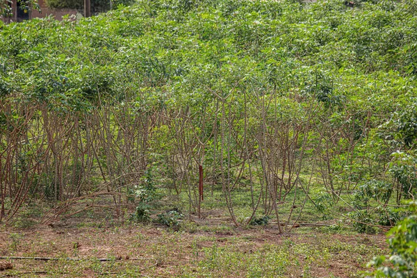 Several Cassava Plants of the species Manihot esculenta