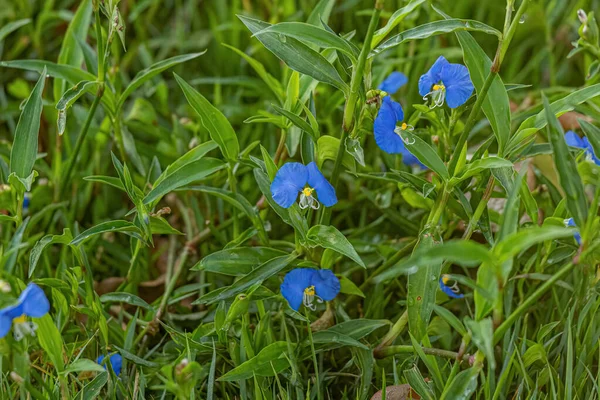 红豆杉属的小菊花植物 — 图库照片