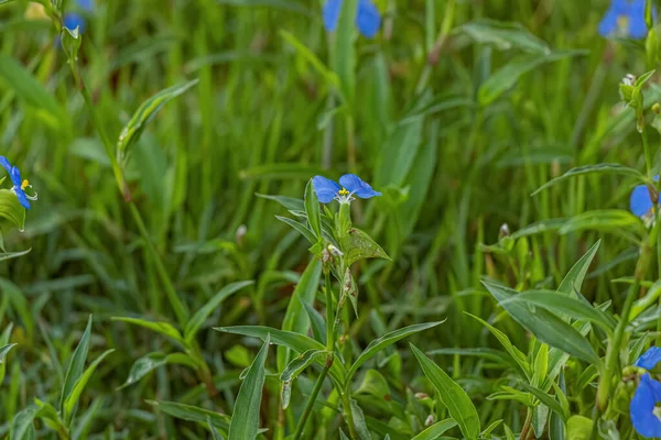 红豆杉属的小菊花植物 — 图库照片