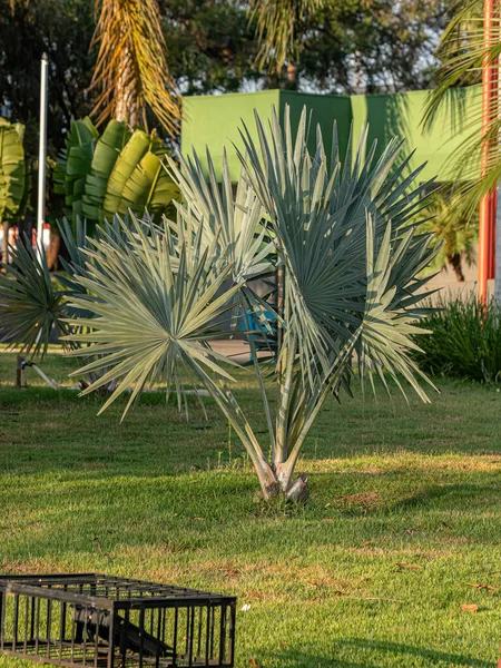 Bismarckia Nobilis Türünün Bismarck Palm Bitkisi — Stok fotoğraf