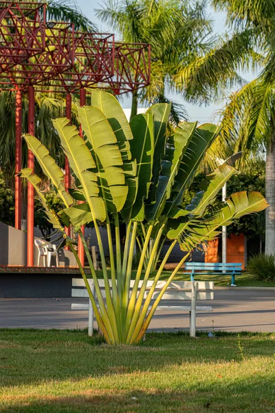 Reizigers Palmplant Van Soort Ravenala Madagascariensis — Stockfoto