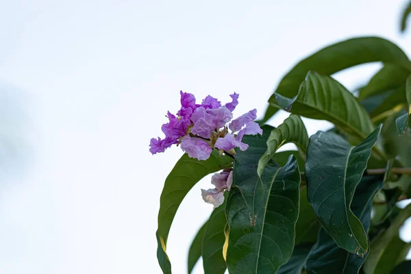 Jättiläinen Crape Myrtle Lagerstroemia Speciosa Lajin Puu — kuvapankkivalokuva