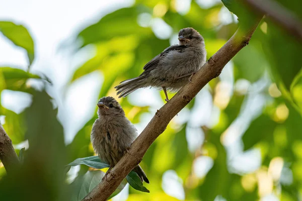 Småhusspurv Arten Passer Domesticus – stockfoto