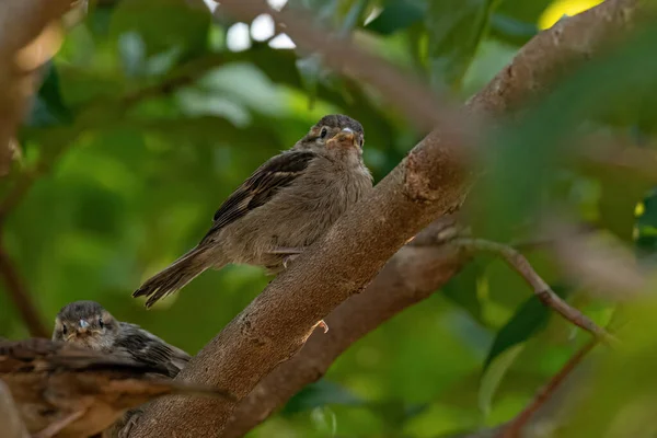 Sparrow Casă Mică Speciei Passer Domesticus — Fotografie, imagine de stoc
