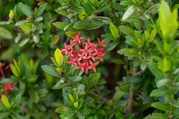 Fiore Giungla Rossa Fiore Della Specie Ixora Coccinea — Foto Stock