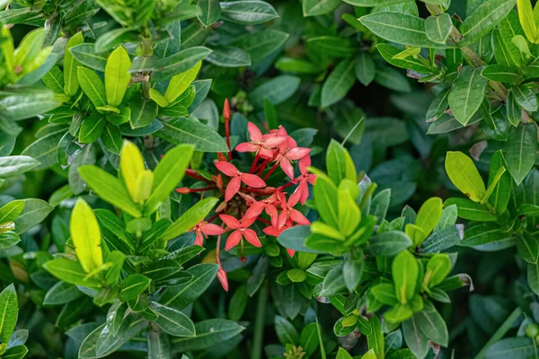 Red Jungle Flame Plant Flower Species Ixora Coccinea — Stock Photo, Image