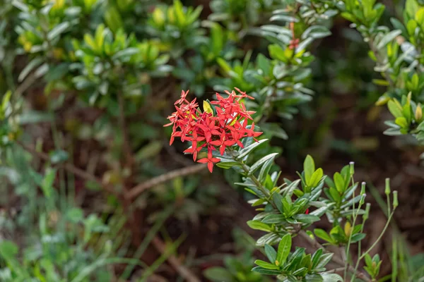 Κόκκινο Άνθος Της Ζούγκλας Άνθος Του Είδους Ixora Cocccinea — Φωτογραφία Αρχείου