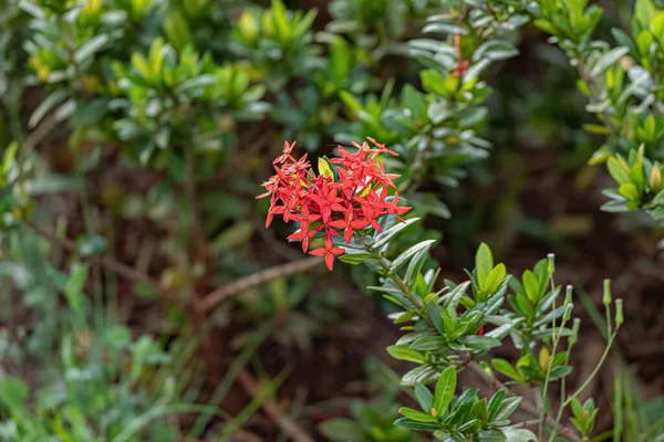 Flamme Rouge Jungle Fleur Espèce Ixora Coccinea — Photo