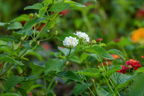 White Flower Common Lantana Species Lantana Camara Selective Focus — Stock Photo, Image