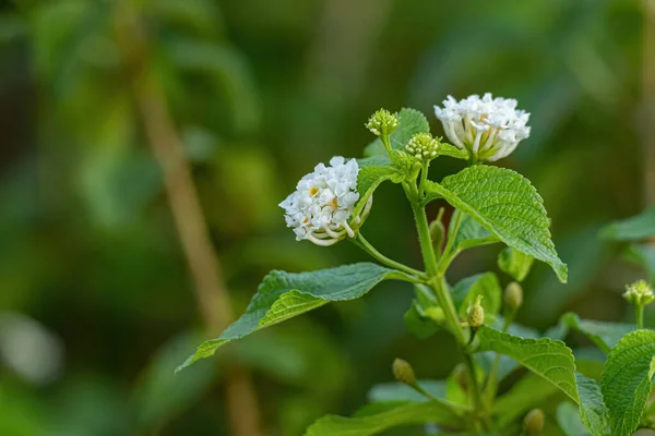 Genel Lantana Nın Beyaz Çiçeği Seçici Odaklı Lantana Camara Türü — Stok fotoğraf