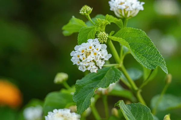 Λευκό Λουλούδι Της Κοινής Lantana Του Είδους Lantana Camara Επιλεκτική — Φωτογραφία Αρχείου