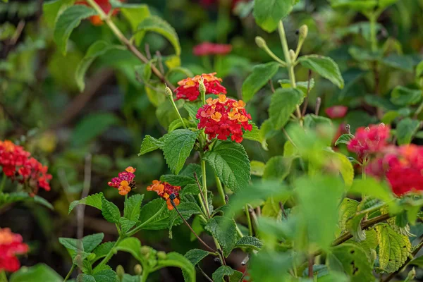 Red Flower Common Lantana Species Lantana Camara Selective Focus — Stock Photo, Image