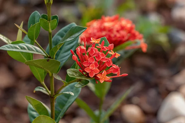 Red Jungle Flame Plant Flower Species Ixora Coccinea — Stock Photo, Image