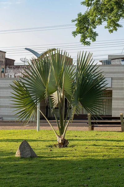 Bismarck Palm Plant Fajhoz Tartozó Növény Bismarckia Nobilis — Stock Fotó