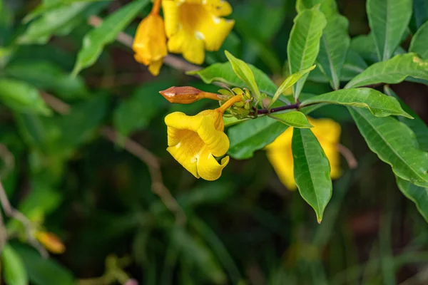 Allamanda Flowing Plant Species Allamanda — 스톡 사진