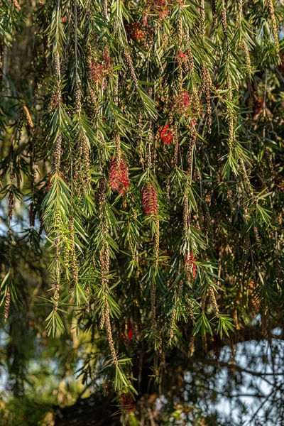 Garrafa Floração Árvore Gênero Melaleuca — Fotografia de Stock