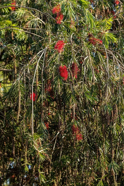 Pędzel Butelek Drzewo Kwitnące Rodzaju Melaleuca — Zdjęcie stockowe