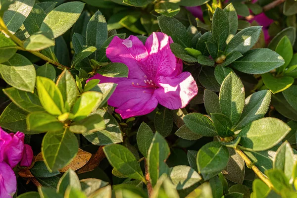 Azalea Floraison Genre Rhododendron — Photo