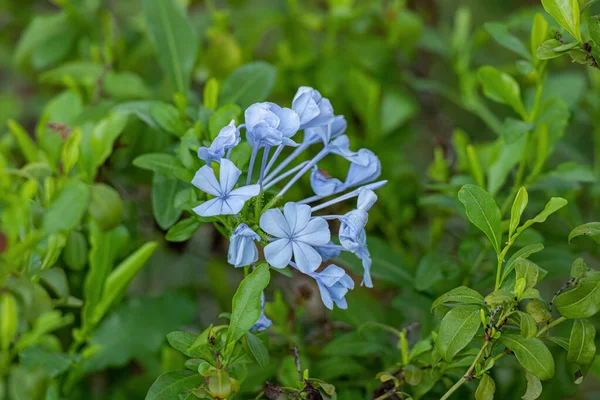 Plumbago Azul Planta Especie Plumbago Auriculata — Foto de Stock