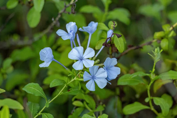 Plumbago Azul Planta Especie Plumbago Auriculata — Foto de Stock