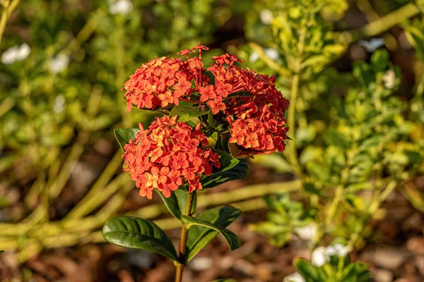 Красные Джунгли Пламя Растение Цветок Вида Ixora Coccinea — стоковое фото