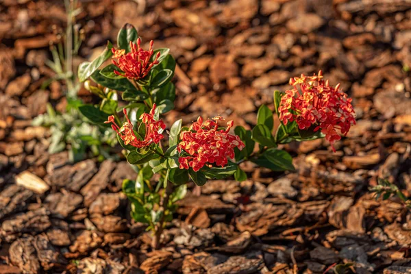Flama Selva Roja Flor Especie Ixora Coccinea —  Fotos de Stock