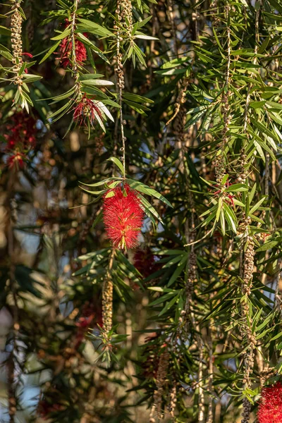 Garrafa Floração Árvore Gênero Melaleuca — Fotografia de Stock