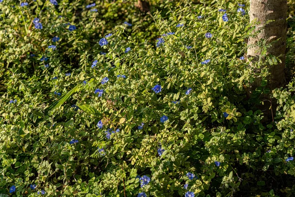Planta Flori Mici Genului Evolvulus — Fotografie, imagine de stoc