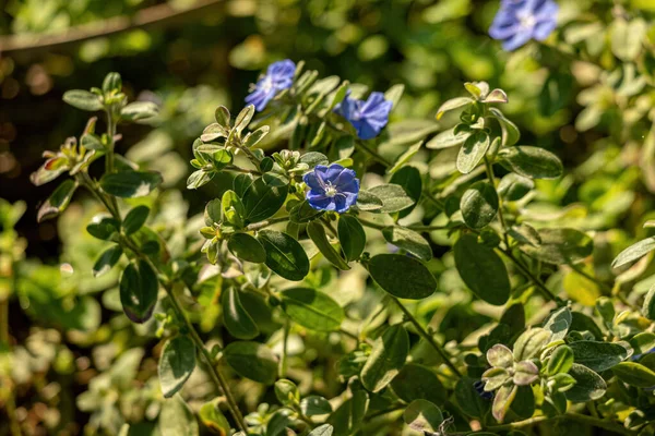 叶枯病属小型花卉植物 — 图库照片