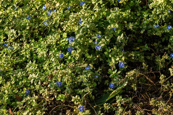 Kleine Blühende Pflanze Der Gattung Evolvulus — Stockfoto