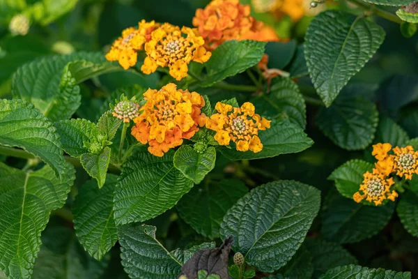 Fiore Arancione Comune Lantana Della Specie Lantana Camara Con Focus — Foto Stock