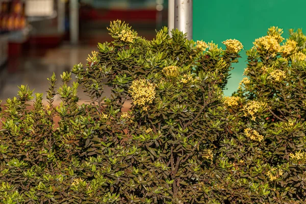 Yellow Jungle Flame Pflanze Blume Der Art Ixora Coccinea — Stockfoto